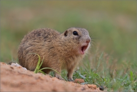 <p>SYSEL OBECNÝ (Spermophilus citellus) 8/2016 /European ground squirrel - Europäischer Ziesel/</p>